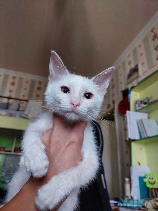 Котенок в хорошие руки, отдам даром