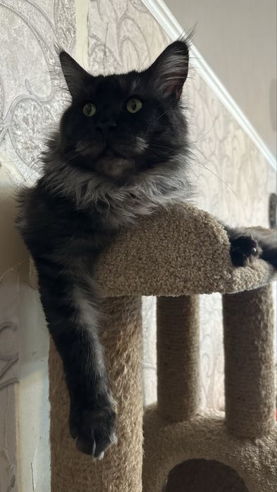 Мейн-Кун на условиях