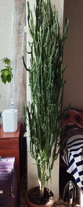 Кактус, высокий 170 см