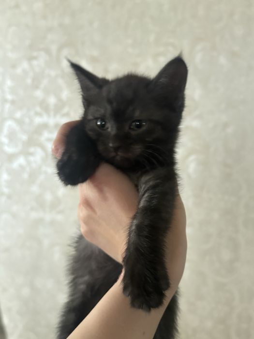 Котята мальчики и девочки