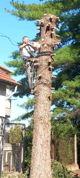 Рязане на опасни дървета почистване и извозване