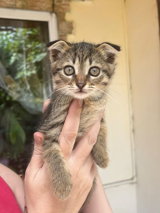 Шотландские котята