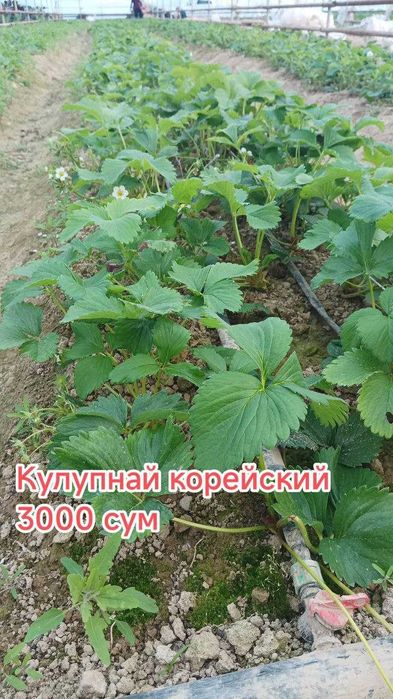 Гуллар. Хона ва уй гуллари, Кучатлар