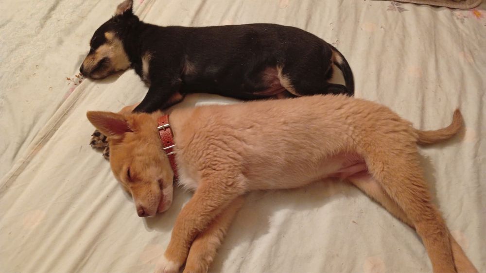 Отдам  щенков в добрые руки