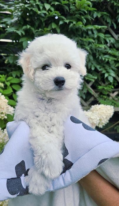 Bichon Frise FCI – Tată Campion România „Cum Laudae” | Pedigree AChR