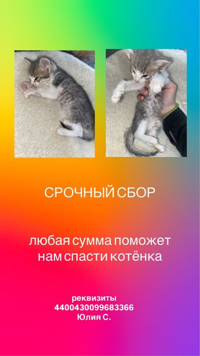 СРОЧНЫЙ СБОР помогите котенку