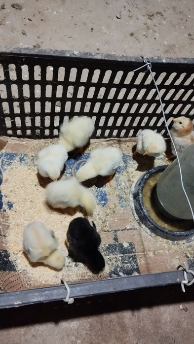 Kulongi chucha ikkita pataki bor