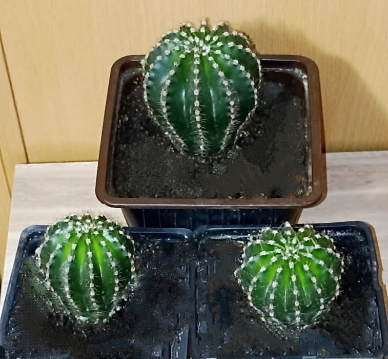 Кактусы Ночная красавица.