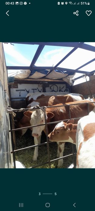 Грузоперевозки КРС Мал тасымалдау