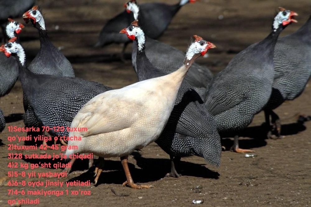 Sesarka sotiladi !!! Сесарка бор