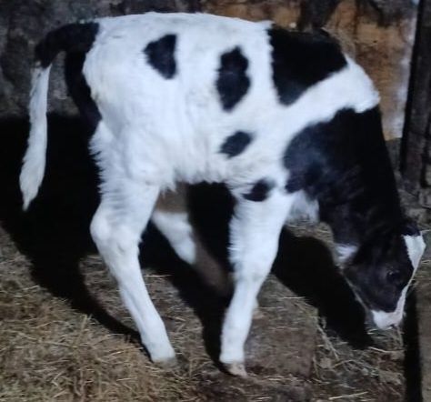 Продаётся теленок!