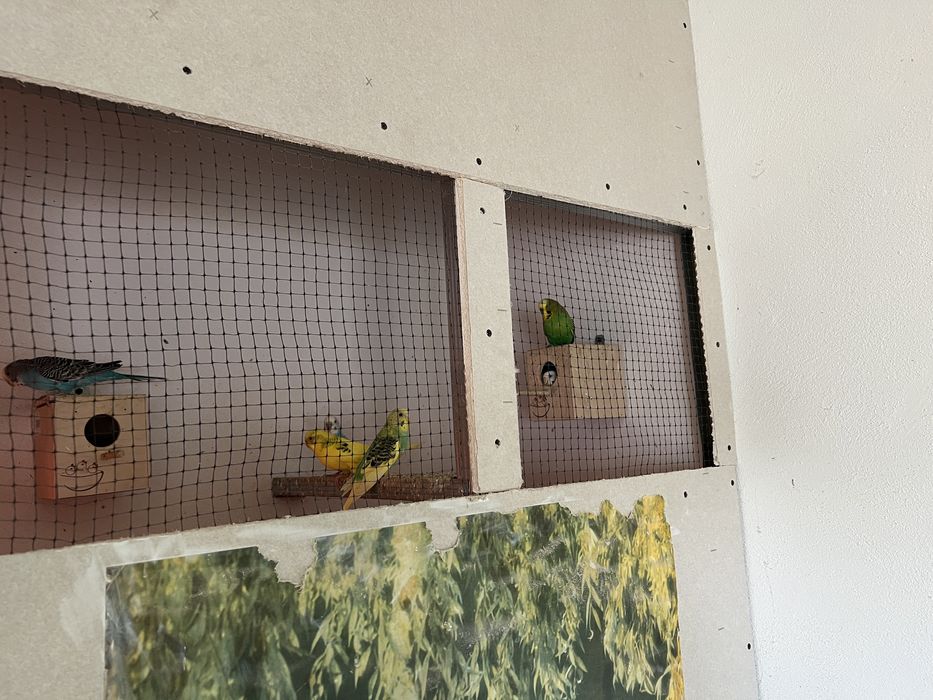 Peruși standard și semistandar