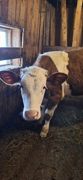 Vând vițică Bălțată Românească, 7 luni