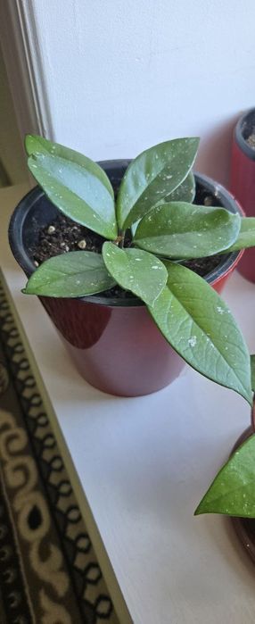 Xonaki gullar sotiladi