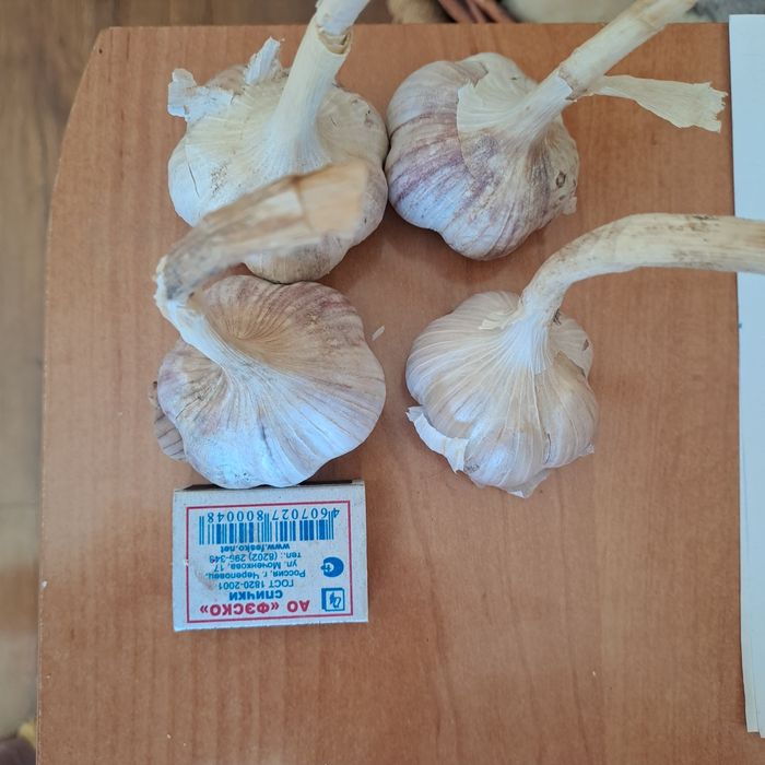 Продам чеснок дачный