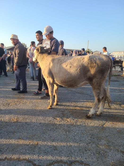 gunajin fargonada 1 yarim yosh