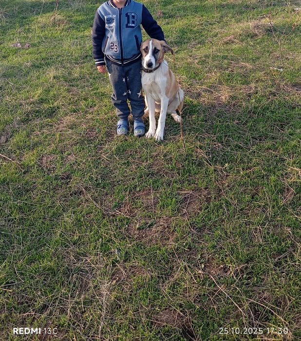 Donez cățelușă blândă