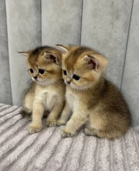 Шотландские котята шиншилла золотая