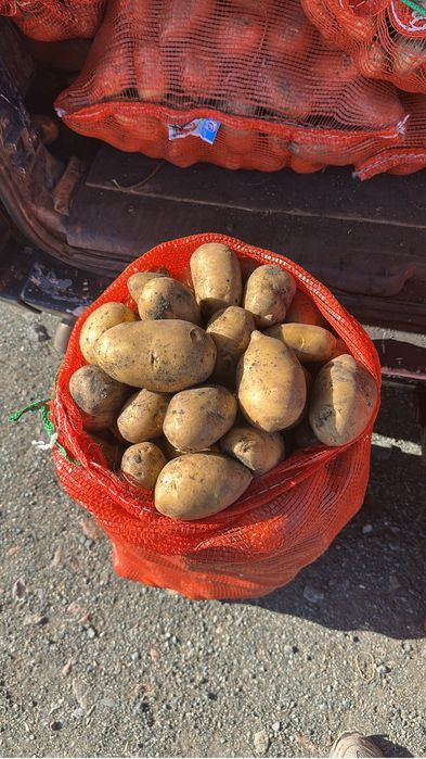 Картофель сорт Гала
