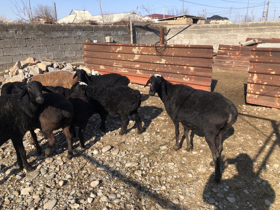 Қозылы қой сатылады