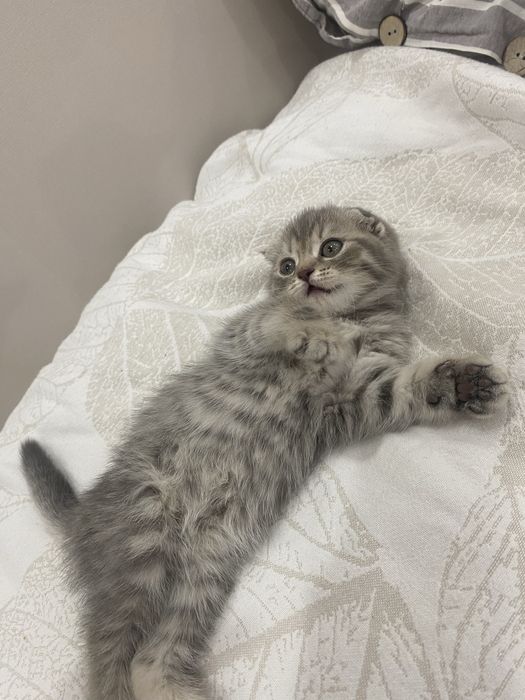 Продам шотланскую вислоухую