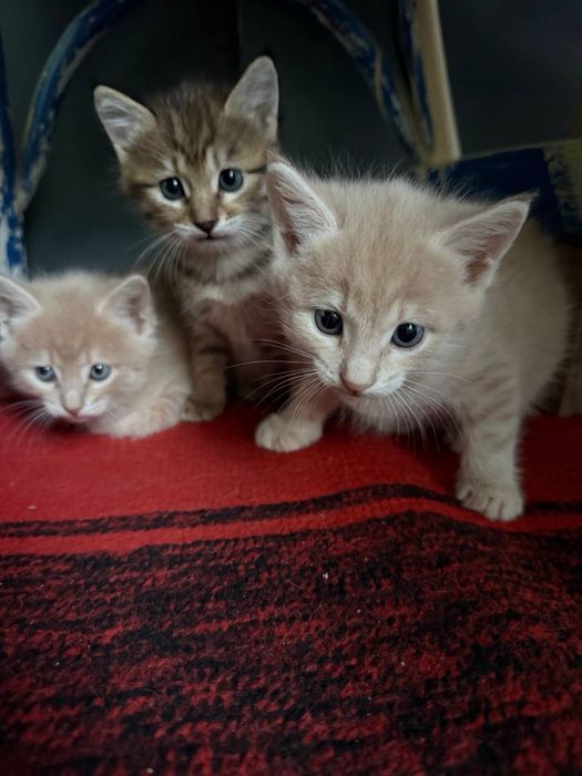 Продаются котята