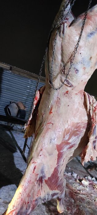 Лошади  согым в астане на лесозоводе