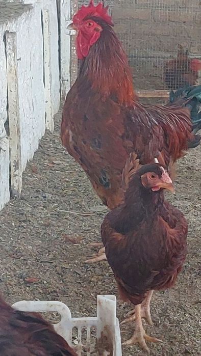 Инкубационный куриные яйца Han-Hyap корейская пароды