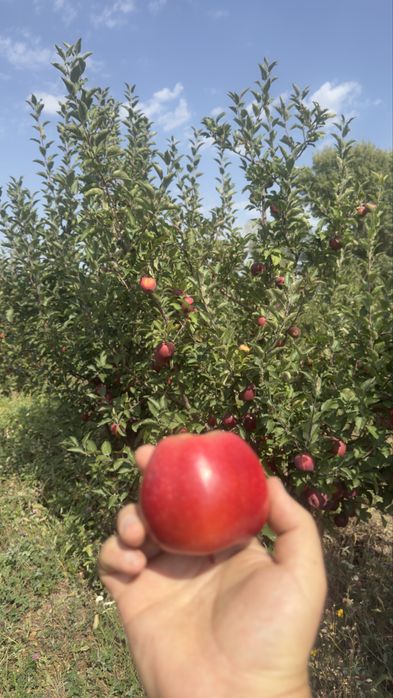 Яблоневый сад (apple garden)