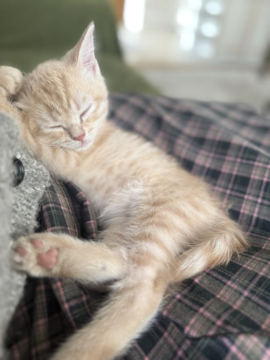 Котенок метис шотландец