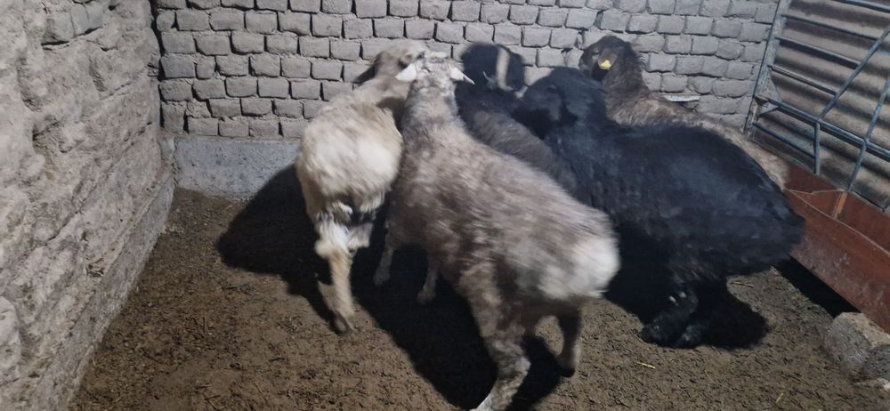 Тоқты қошқарлар сатылады