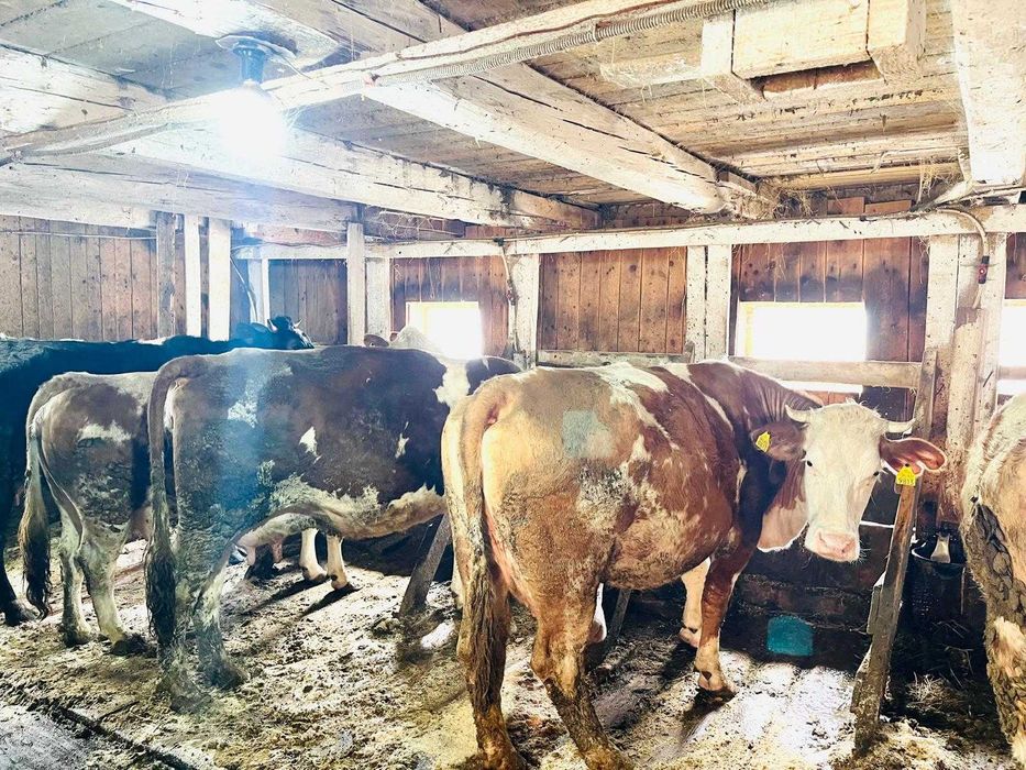 Vand vaci rasa Baltata Romaneasca.