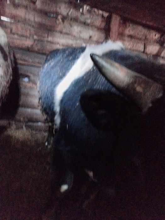 Продам бычков 14 головы с откорма