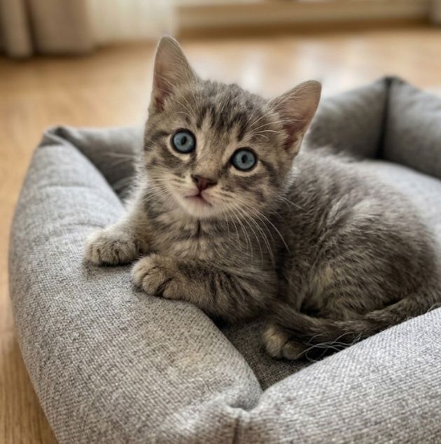 Вислоухие котята