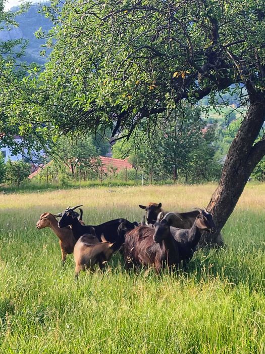 Vând capre in Localitatea Șuncuiuș , 5 bucăți rasa Carpatin