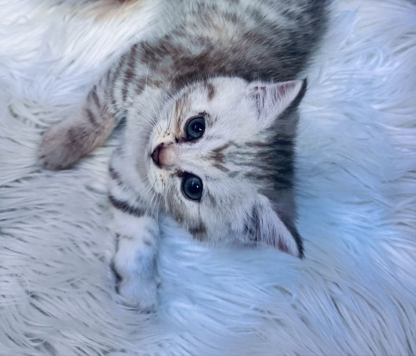 British longhair
