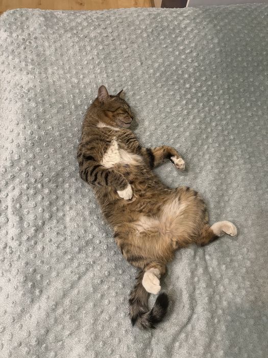 Потерялся кот, помогите найти