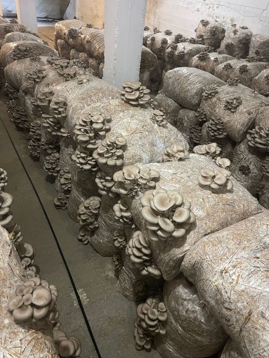 Pleurotus Bihor de vânzare