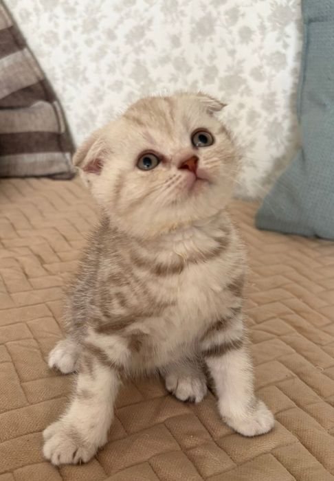 Котята шотландцы