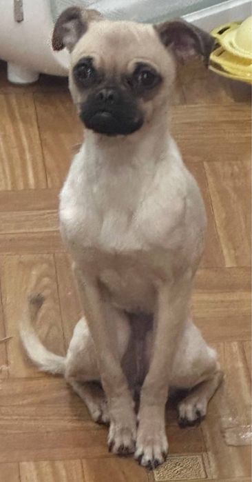 Пристраивается собачка чихуа плюс мопс