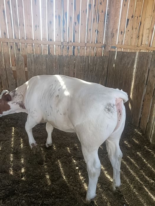 Vand vitei 200-300kg .mai multe informatii la telefon