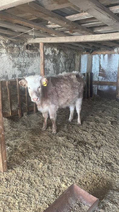 Кашарлар сатылады