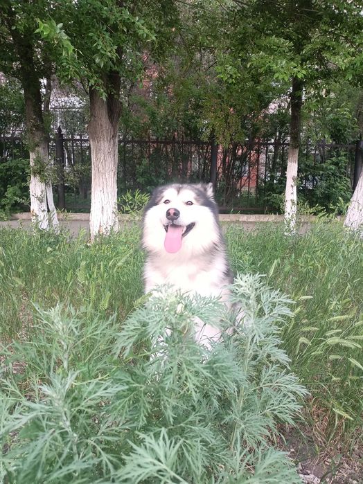 Аляскинский маламут (вязка)