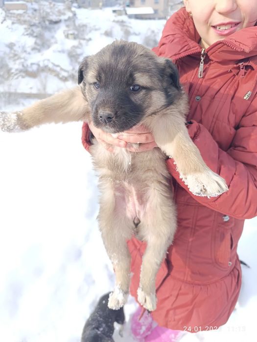 Отдам щенков даром