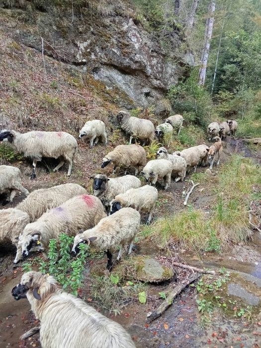 Oi de vânzare 30 buc
