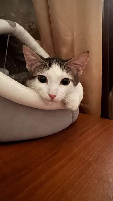 Отдам кота в хорошие руки