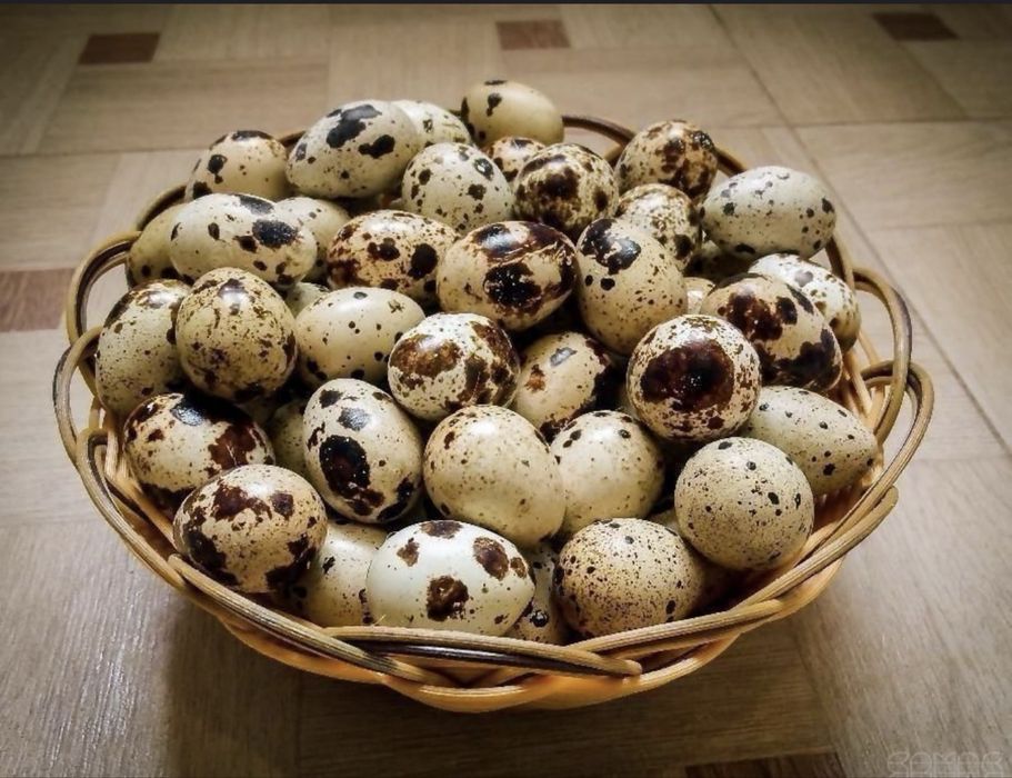 Beliy gigant bedana tuxumlari