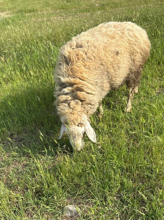 Продавам Коч на 3 г