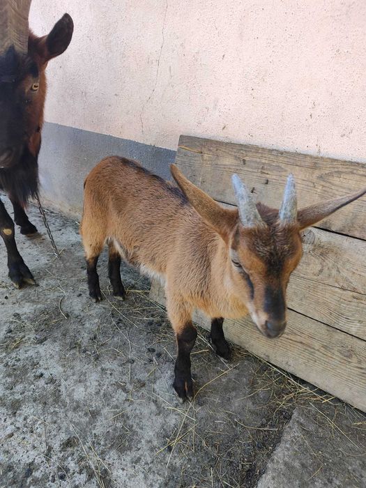 Tap alpin francez de vânzare și iedut