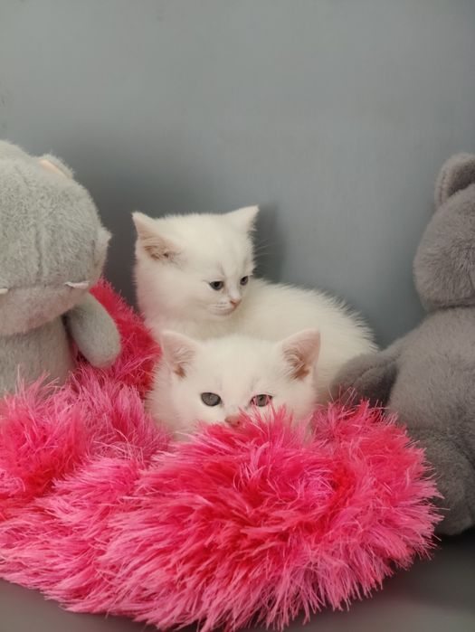 Белые котята Британцы